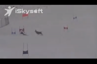 Beinahe-Crash mit Hirsch