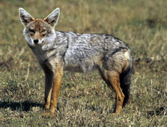 Österreich – „Goldener“ neuer Gast in steirischen Revieren