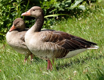 Gan(s)z seltener Fall von Wilderei
