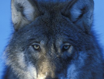 USA: Grauwolf nach 35 Jahren wieder zur Jagd freigegeben