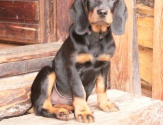 Zu Gast beim Deutschen Brackenverein e.V.