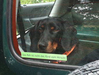 Studie belegt: Hunde imitieren ihren Herrn