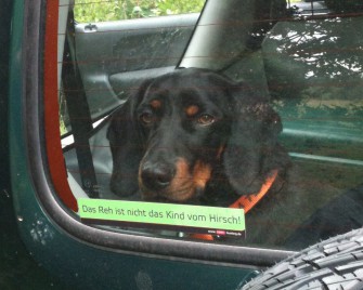 Studie belegt: Hunde imitieren ihren Herrn