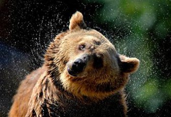 „Yellowstone – Bären, Bisons, Wölfe“