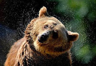 „Yellowstone – Bären, Bisons, Wölfe“