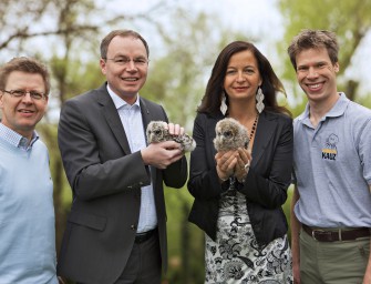 Niederösterreich: Einst ausgestorben  jetzt wieder zurück: 50 Habichtskäuze erobern heimisches Terrain.