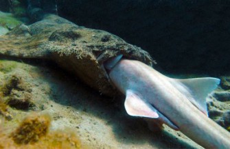 Jagderfolg der besonderen Art