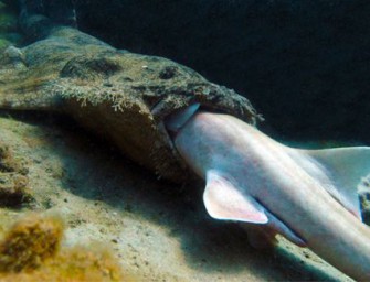 Jagderfolg der besonderen Art