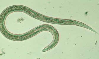 Das geht unter die Haut!