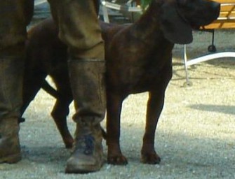 Polizei holt Jagdspezialisten