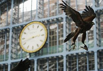 Falknerisches Abendprogramm für Kurzentschlossene