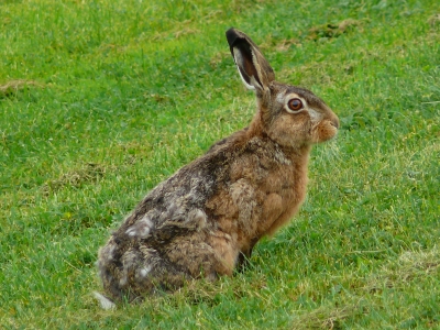 hase.jpg