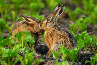 Feldhase im Fokus der Jäger