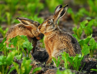 Feldhase im Fokus der Jäger