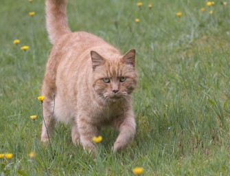 Diskussion um Haustierabschuss