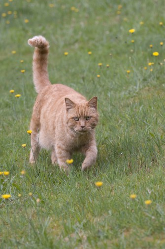 Diskussion um Haustierabschuss