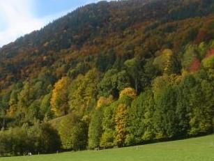 Deutlich früherer Herbst in niedersächsischen Wäldern