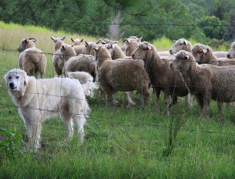 ARD – Abstimmung: Jagdzeit für Wölfe?