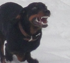 Hundehalter hetzt seinen Vierbeiner auf Rehwild