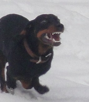 Hundehalter hetzt seinen Vierbeiner auf Rehwild