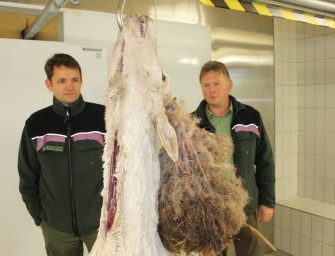 Mecklenburg-Vorpommern: Weißer Hirsch erlegt.