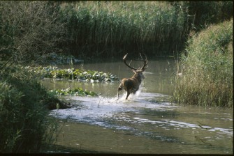 Jagdszenen aus Oberbayern