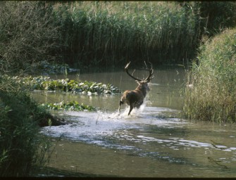 Jagdszenen aus Oberbayern