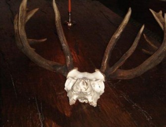 „Vorsicht Wild!“ – Eine Ausstellung in Württemberg