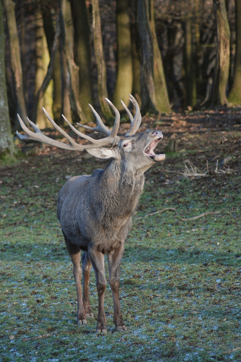 Rothirsch, Cervus elaphus