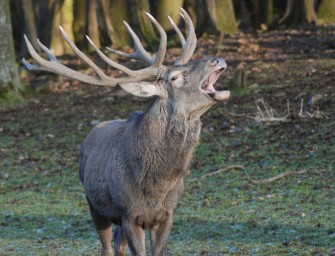 7. Hirschtage in Wildtierland Gut Klepelshagen