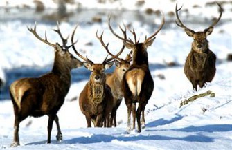 Aufruf des LJV-Sachsen: Rücksichtnahme auf´s Wild zur Winterzeit.