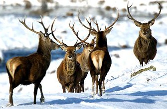 Aufruf des LJV-Sachsen: Rücksichtnahme auf´s Wild zur Winterzeit.