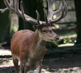 Niederösterreich – Aufstand gegen die Jagd hinter Gittern