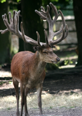 Niederösterreich – Aufstand gegen die Jagd hinter Gittern
