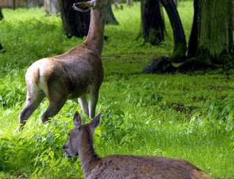 Rotwild: Tiere lieben es hoch