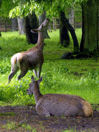Rotwild: Tiere lieben es hoch
