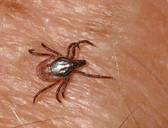 Zeckengefahr breitet sich aus