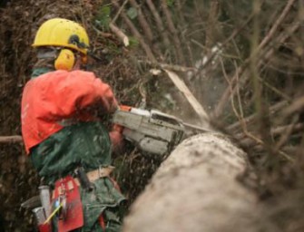 Gefahren der Waldarbeit