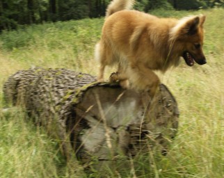 Hauswolf gegen Isegrim