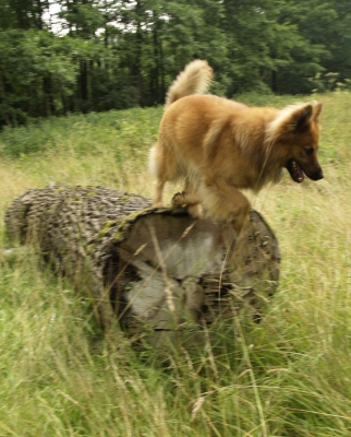 htehund.jpg