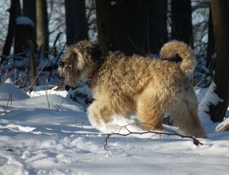 NRW: Keine Leinenpflicht auf Waldwegen