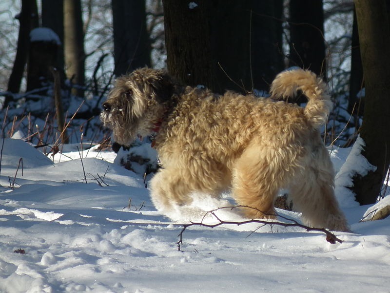 hund-mischling_im_tiefschnee-wiki-4028mdk09.JPG