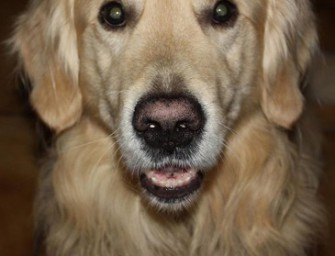 Jagdscheinentzug für Burladinger Jäger