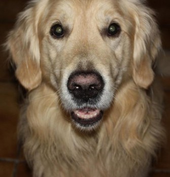 Jagdscheinentzug für Burladinger Jäger