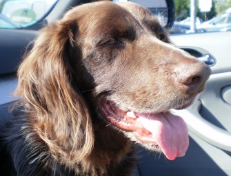 Hund schießt auf Jäger