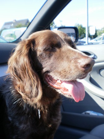 Hund schießt auf Jäger