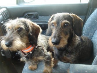 Auto mit fünf Hunden gestohlen