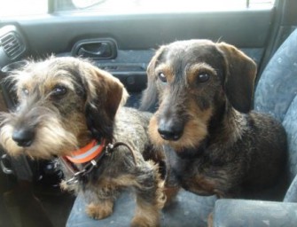 Auto mit fünf Hunden gestohlen