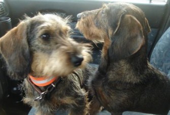 Der Hund als Ziel der Werber