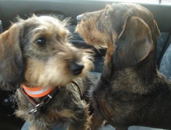 Immer mehr Allergien beim Hund